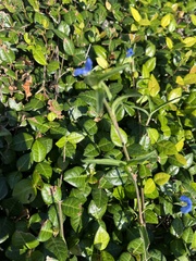 Commelina
