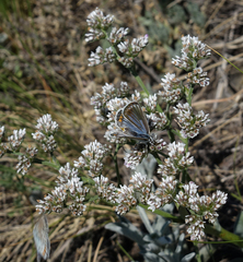 Goniolimon speciosum