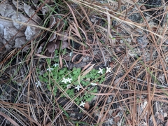 Houstonia procumbens