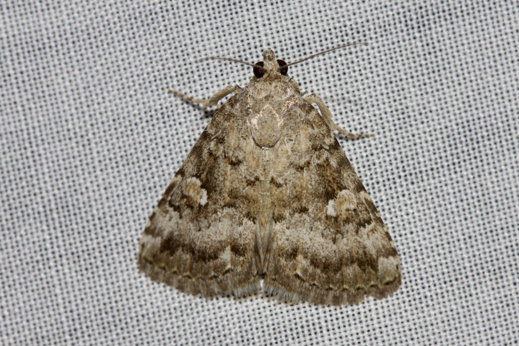 Amyna spilonota