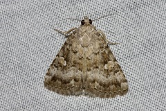 Amyna spilonota
