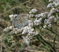 Goniolimon speciosum