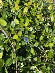 Commelina