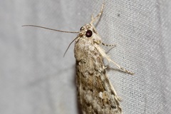Amyna spilonota