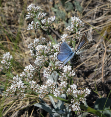 Goniolimon speciosum