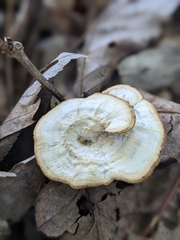 Mycorrhaphium adustum