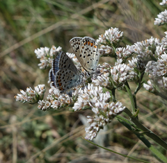 Goniolimon speciosum