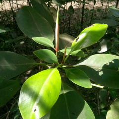 Rhizophora apiculata