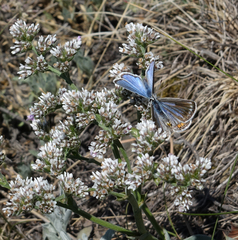 Goniolimon speciosum
