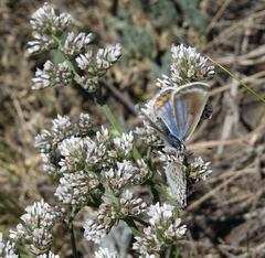 Goniolimon speciosum