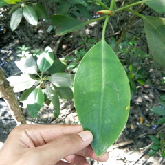 Rhizophora apiculata
