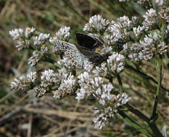 Goniolimon speciosum