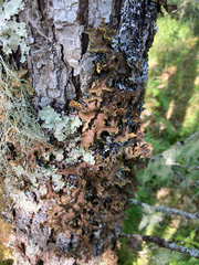 Pseudocyphellaria holarctica