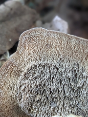 Mycorrhaphium adustum