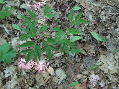 Actaea