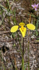 Diuris chryseopsis