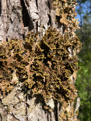 Pseudocyphellaria holarctica