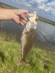 Sciaenops ocellatus