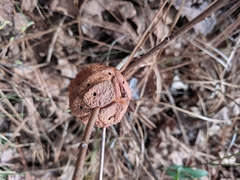 Disholcaspis spongiosa