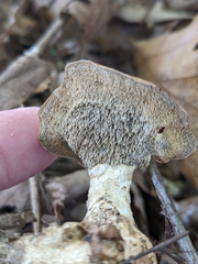 Mycorrhaphium adustum