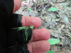 Actaea