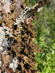 Pseudocyphellaria holarctica