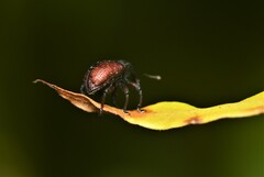 Chalcodermus collaris