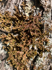 Pseudocyphellaria holarctica
