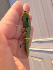 Mantis religiosa