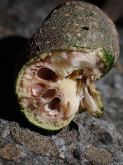 Callirhytis quercussuttoni