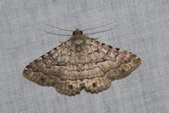 Diatenes aglossoides