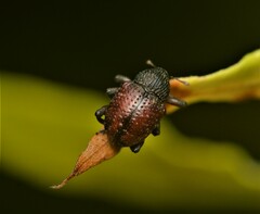 Chalcodermus collaris