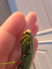 Mantis religiosa