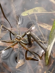 Dolomedes facetus