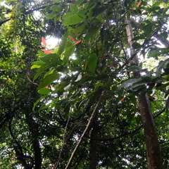 Dipterocarpus