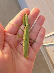 Mantis religiosa