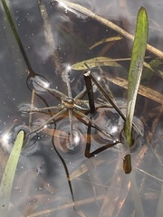 Dolomedes facetus