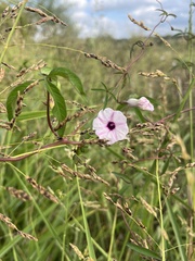 Ipomoea heptaphylla