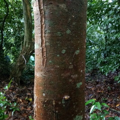 Dipterocarpus