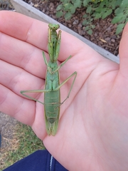 Mantis religiosa