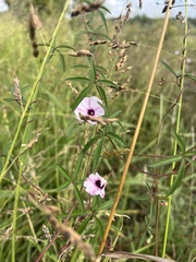 Ipomoea heptaphylla