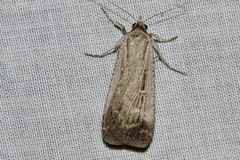 Tathorhynchus fallax