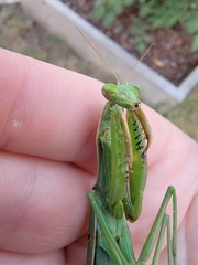 Mantis religiosa