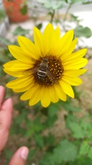 Tabanidae