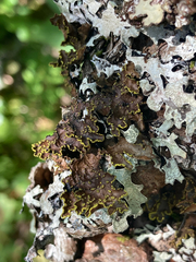 Pseudocyphellaria holarctica