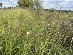 Ipomoea heptaphylla