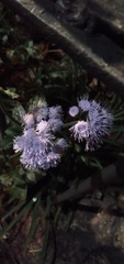 Ageratum corymbosum