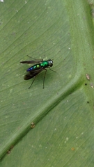 Chrysosoma