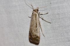 Tathorhynchus fallax