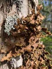Pseudocyphellaria holarctica